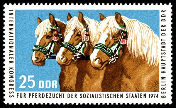 Haflinger Horse (Equus ferus caballus)