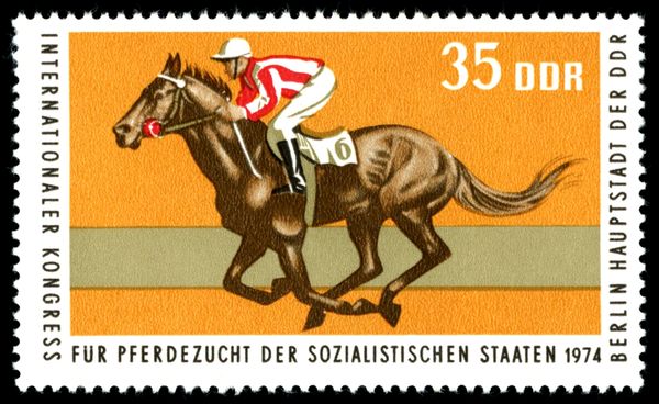 Thoroughbred; Horse Racing