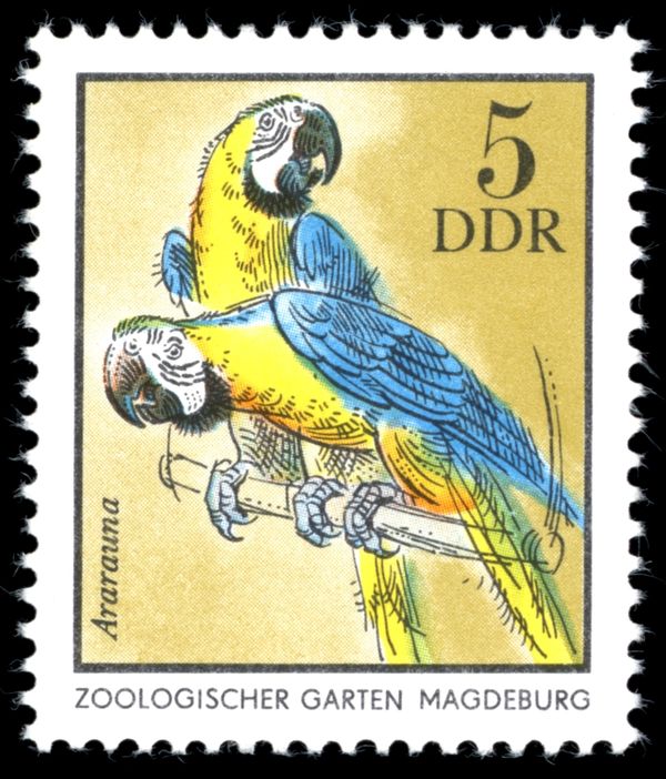 Blue-and-yellow Macaw (Ara ararauna)