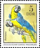 Blue-and-yellow Macaw (Ara ararauna) with Flaw