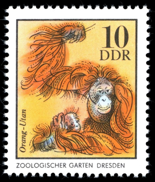 Bornean Orangutan (Pongo pygmaeus)