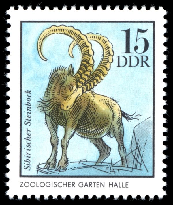 Siberian Ibex (Capra sibirica)