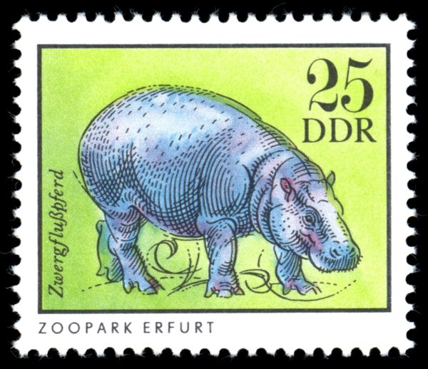 Pygmy Hippopotamus (Choeropsis liberiensis)