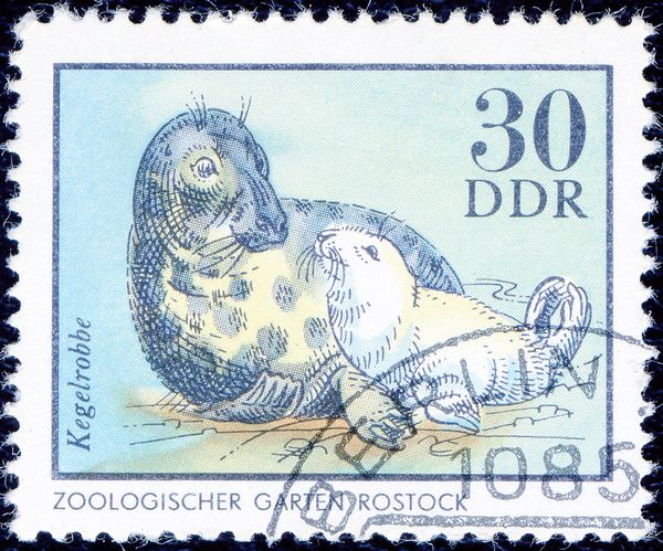 Gray Seal (Halichoerus grypus)