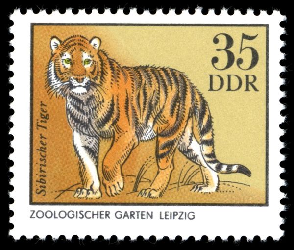 Amur Tiger (Panthera tigris altaica)
