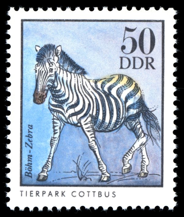 Grant's Zebra (Equus quagga boehmi)