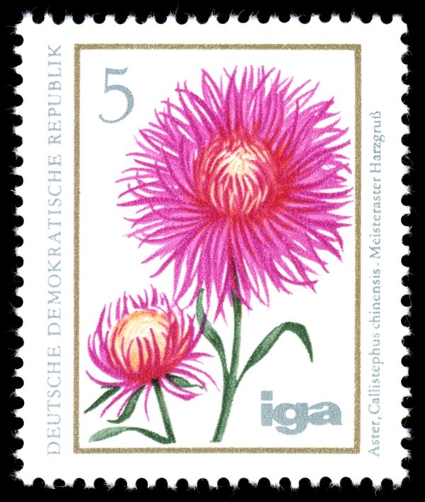China Aster (Callistephus chinensis)