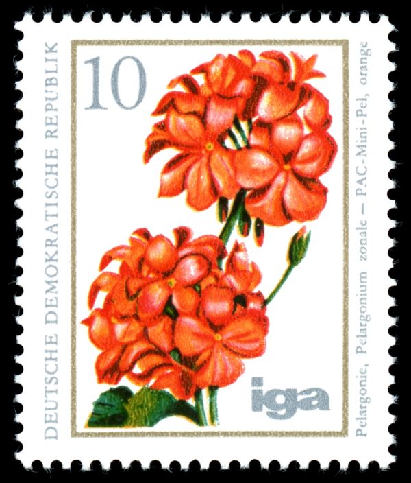 Geranium (Pelargonium zonal)