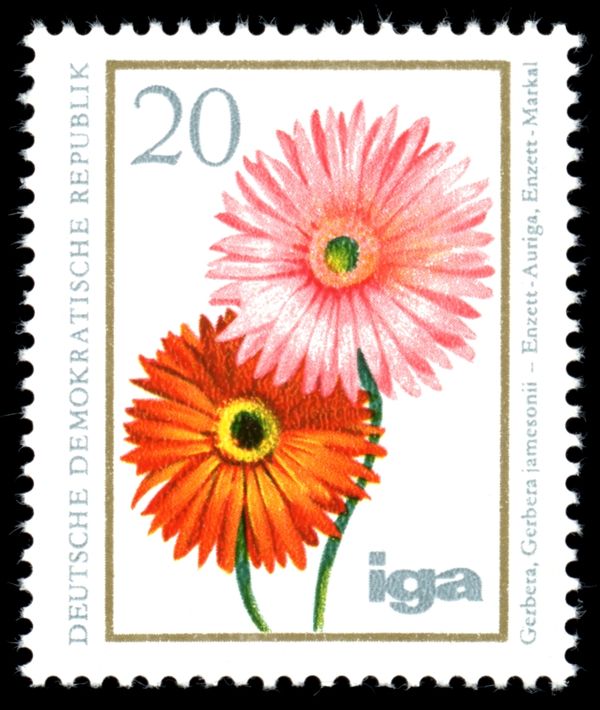 Barberton Daisy (Gerbera jamesonii)