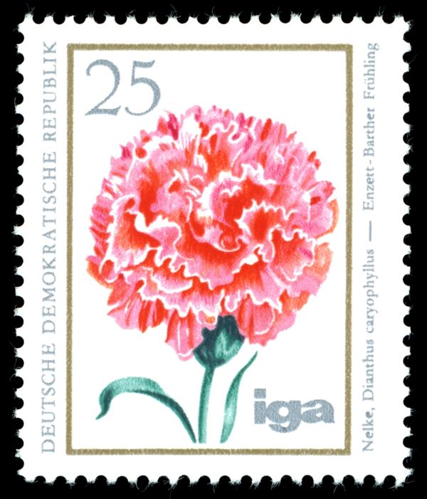 Carnation (Dianthus caryophyllus)