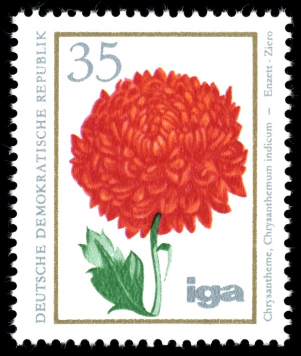 Indian Chrysanthemum (Chrysanthemum indicum)