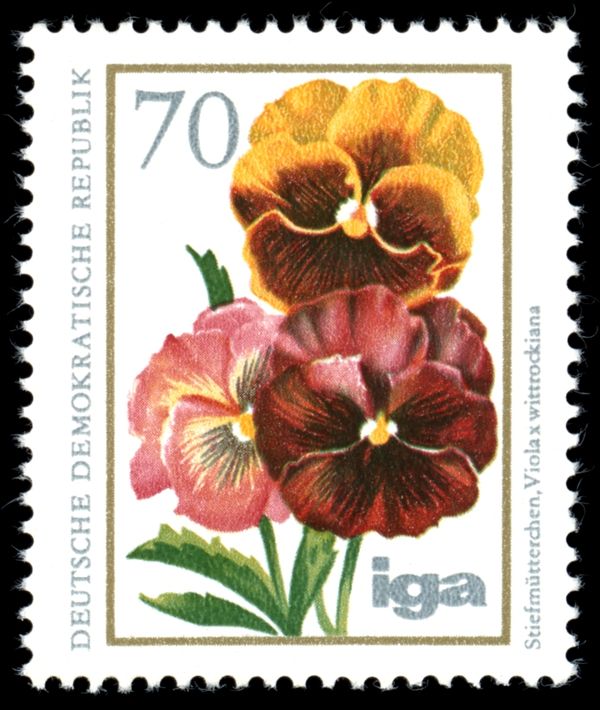 Garden Pansy (Viola x wittrockiana)
