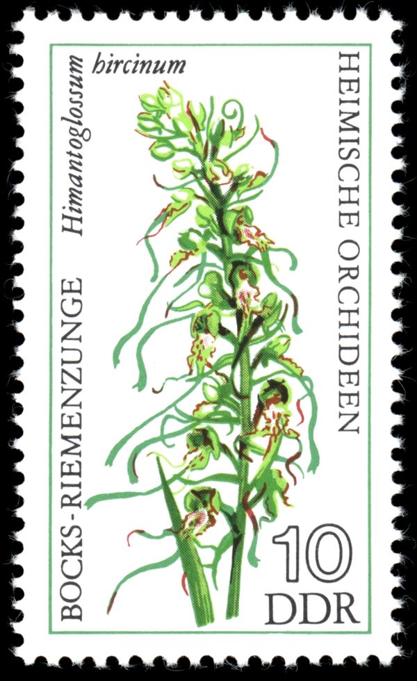 Lizard Orchid (Himantoglossum hircinum)