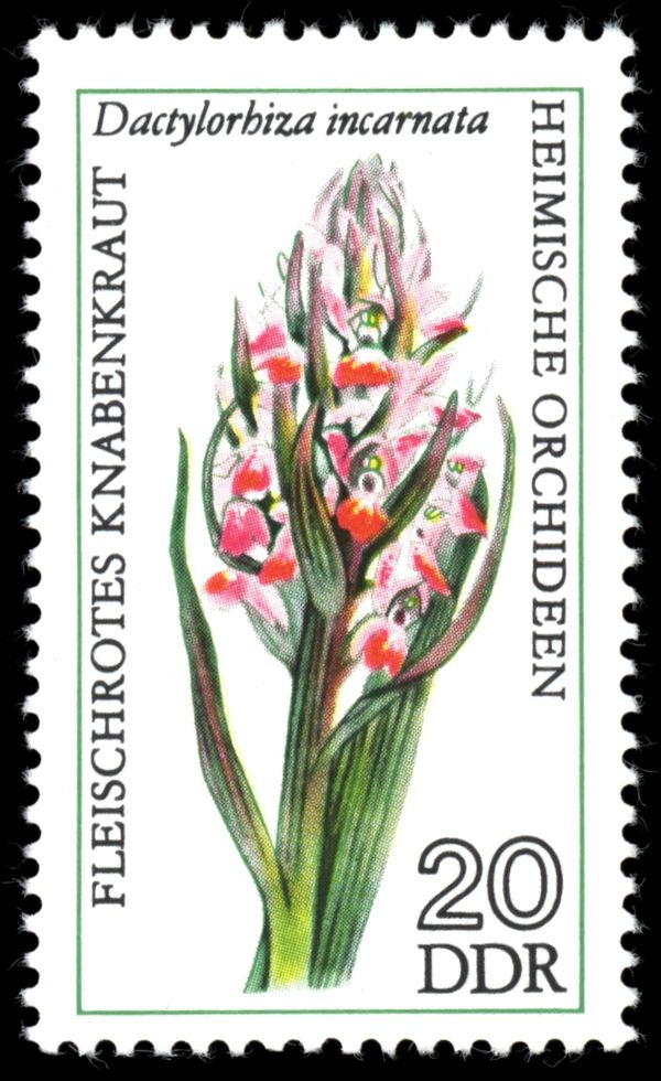 Early Marsh Orchid (Dactylorhiza incarnata)