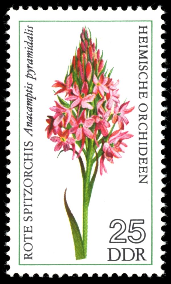 Pyramidal Orchid (Anacamptis pyramidalis)