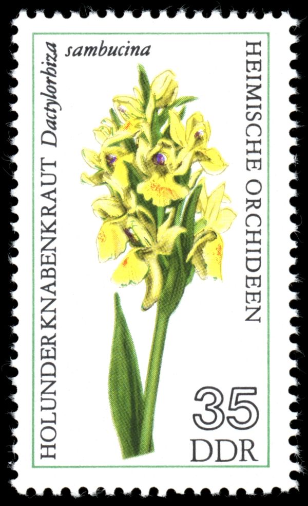 Elder-flowered Orchid (Dactylorhiza sambucina)