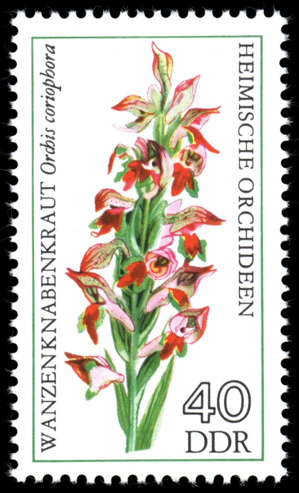 Bug Orchid (Orchis coriophora)