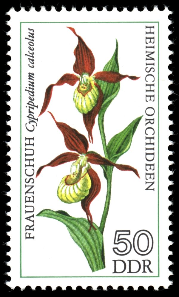 Lady's Slipper (Cypripedium calceolus)