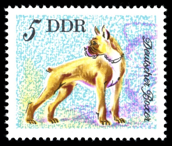 German Boxer (Canis lupus familiaris)