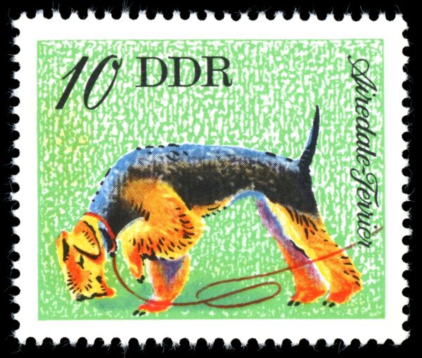Airedale Terrier (Canis lupus familiaris)