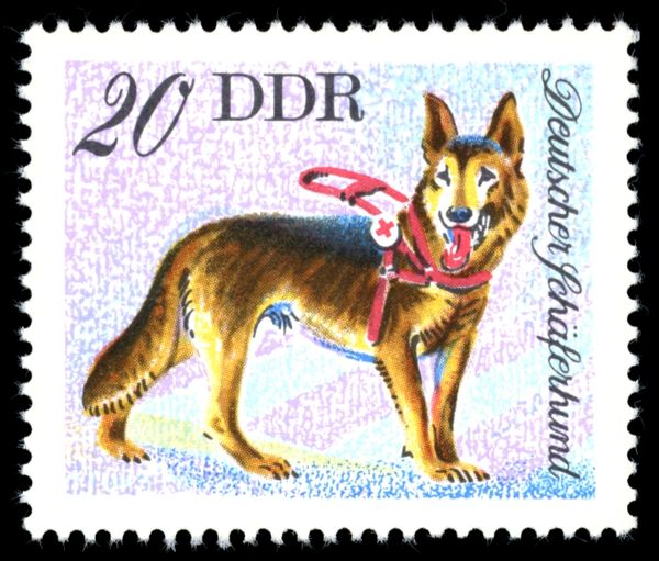 German Shepherd (Canis lupus familiaris)