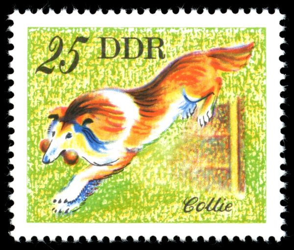 Collie (Canis lupus familiaris)