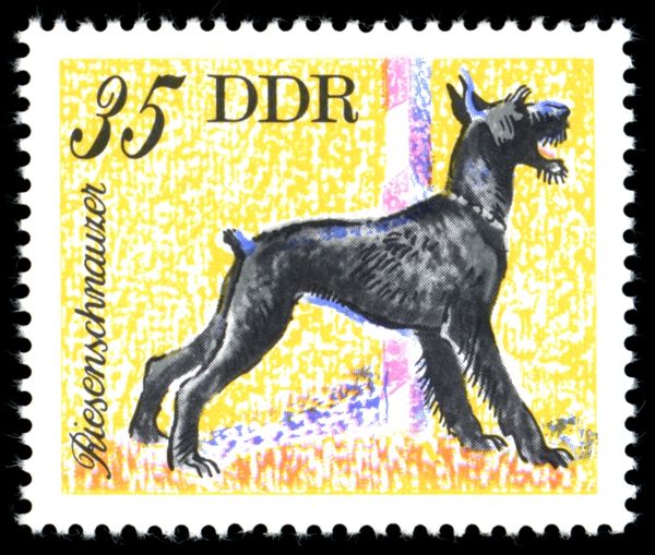 Giant Schnauzer (Canis lupus familiaris)