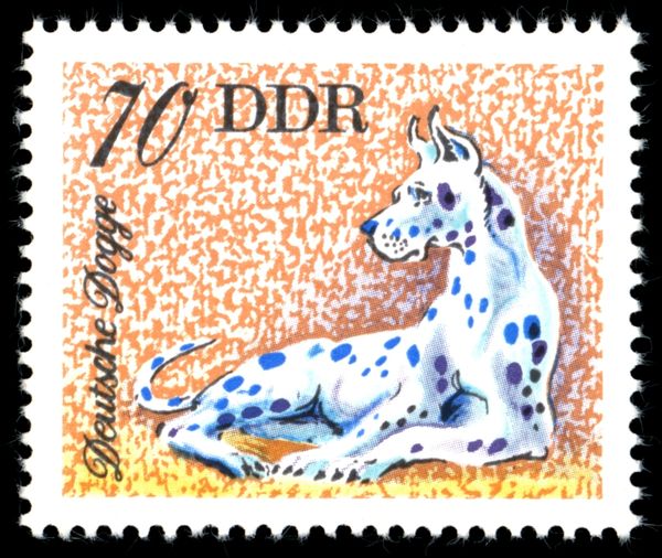 Great Dane (Canis lupus familiaris)