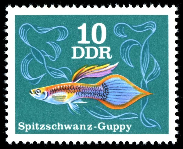 Pointed-tail Guppy (Poecilia reticulata)