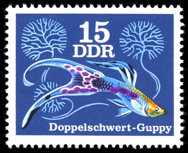 Double Sword Guppy (Poecilia reticulata)