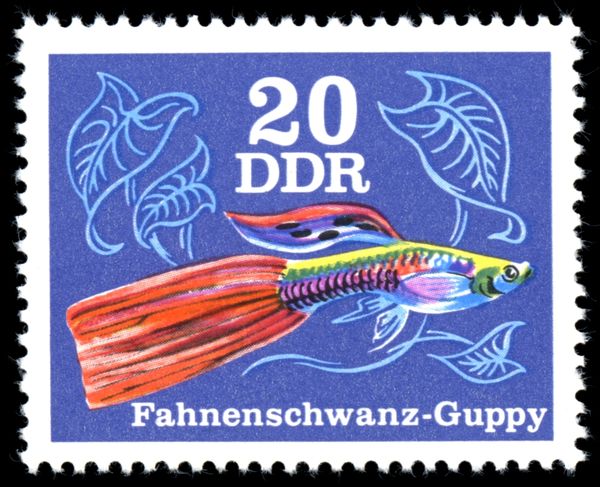 Flag-tail Guppy (Poecilia reticulata)