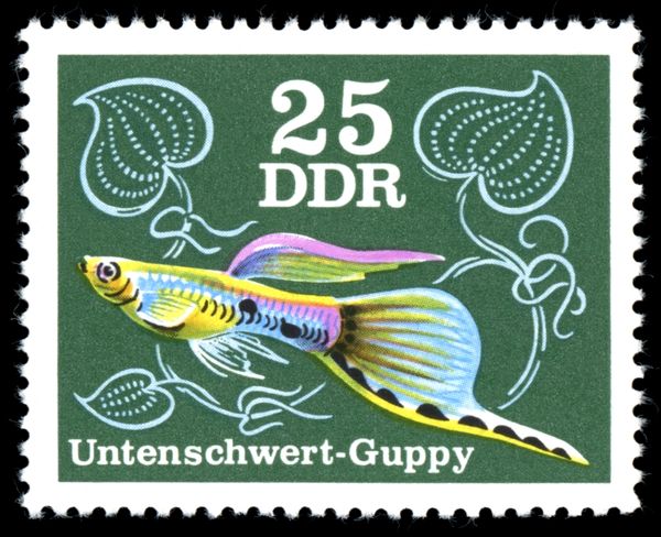 Below-sword Guppy (Poecilia reticulata)