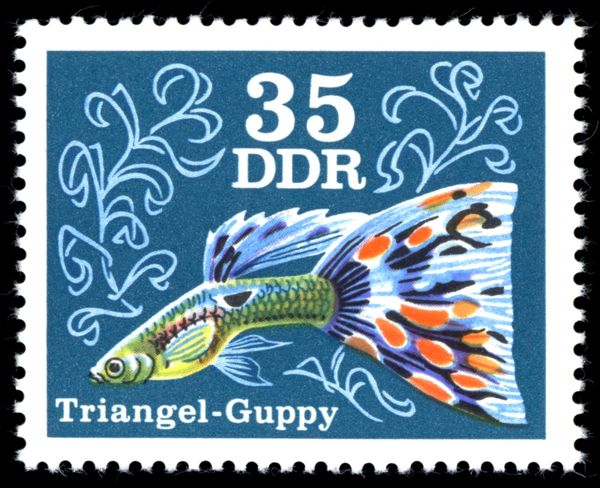 Triangle Guppy (Poecilia reticulata)