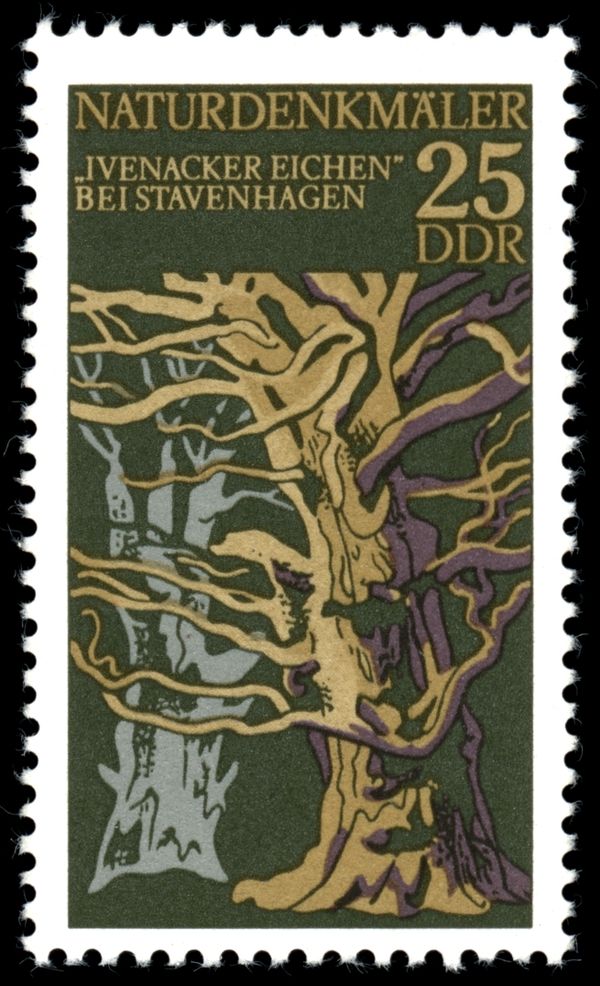 Ivenack Oaks (near Stavenhagen)