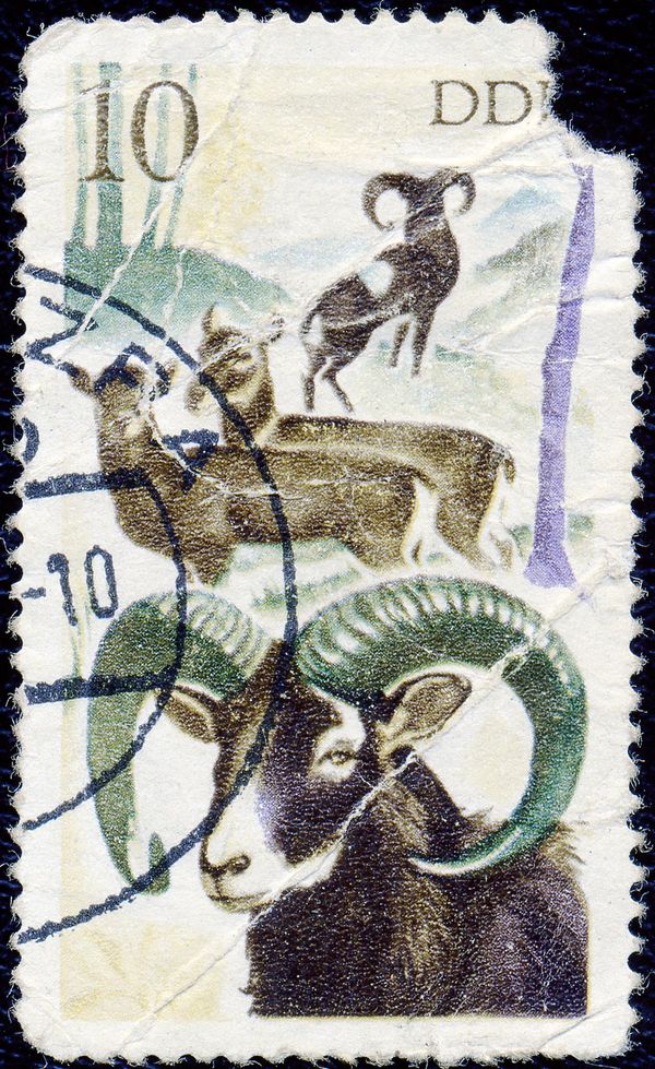 Mouflon (Ovis ammon musimon)