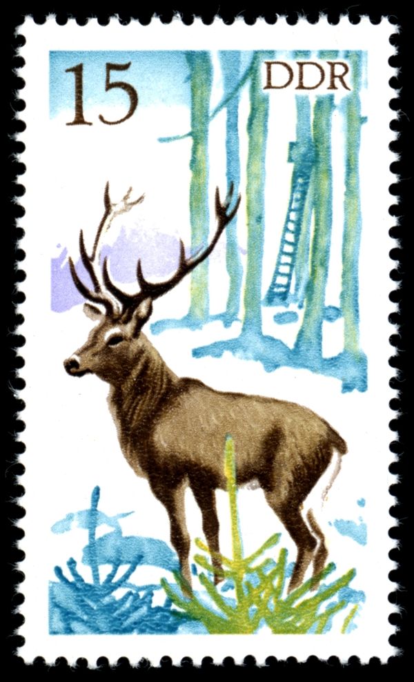 Red Deer (Cervus elaphus)