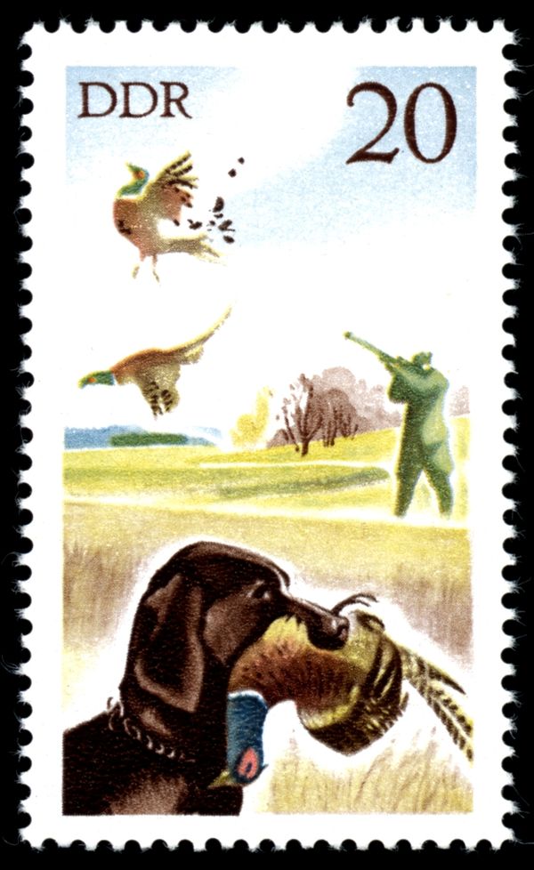Dog with Common Pheasant (Phasianus colchicus)