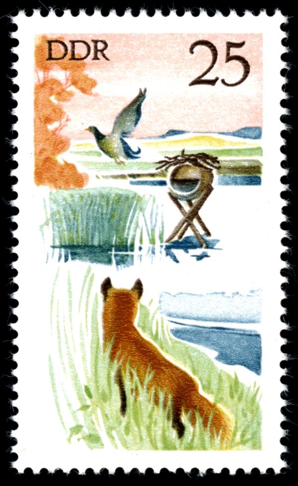 Mallard (Anas platyrhynchos), Red Fox (Vulpes vulpes)