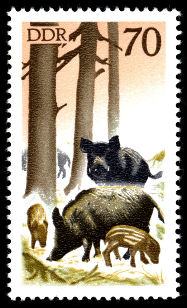 Wild Boar (Sus scrofa)