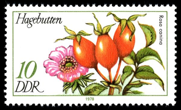 Rosehip of the Dog Rose (Rosa canina)