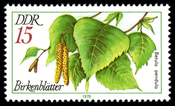 Leaves of the Hanging Birch (Betula pendula)