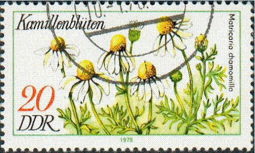 Real Chamomile Flowers (Matricaria chamomilla)