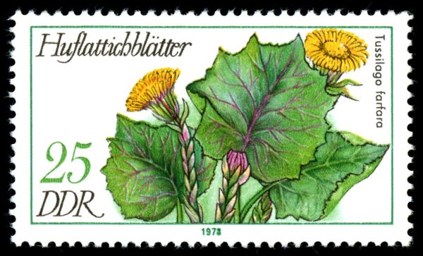 Coltsfoot Leaves (Tussilago farfara)