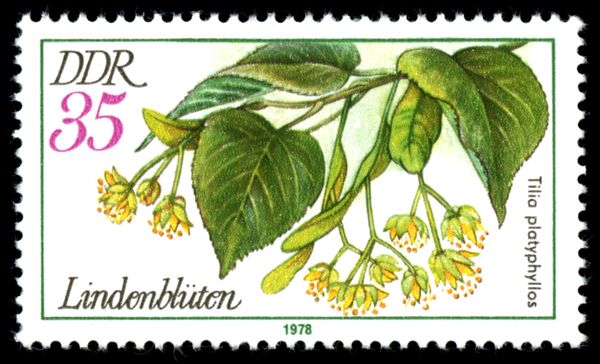 Flowers of the Summer Linden (Tilia platyphyllos)