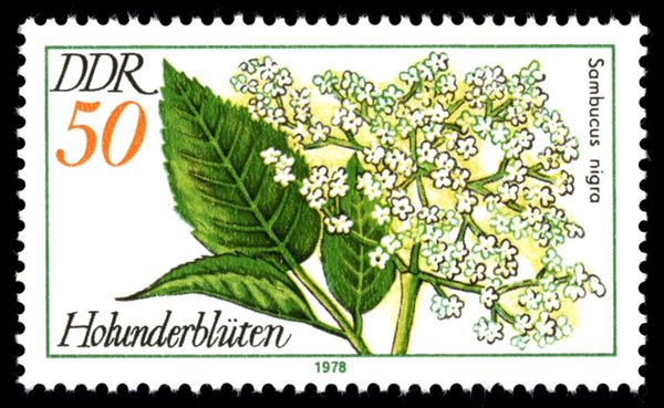 Flowers of the Black Elder (Sambucus nigra)