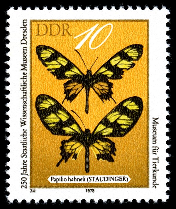 Hahnel's Amazonian Swallowtail (Papilio hahneli)