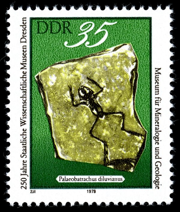 Fossil Frog (Paleobatrachus diluvianus)