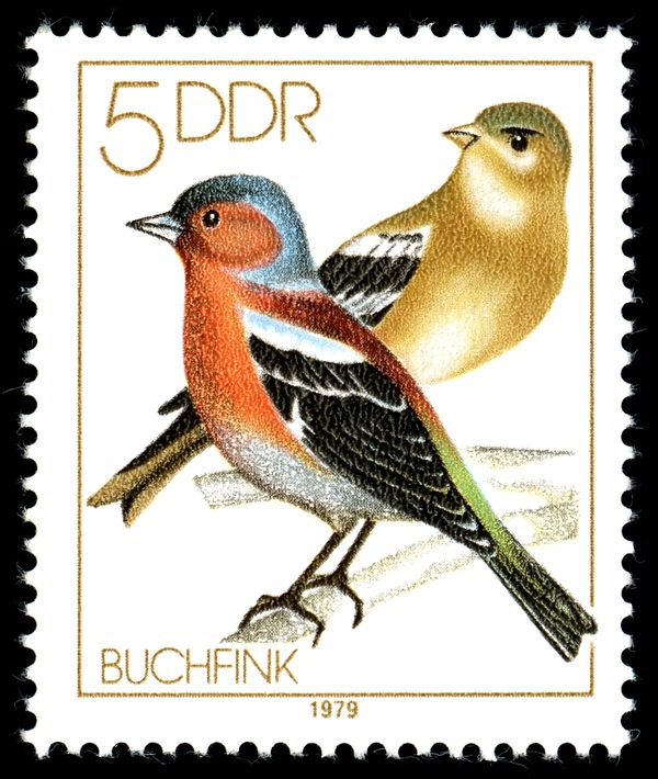 Common Chaffinch (Fringilla coelebs)