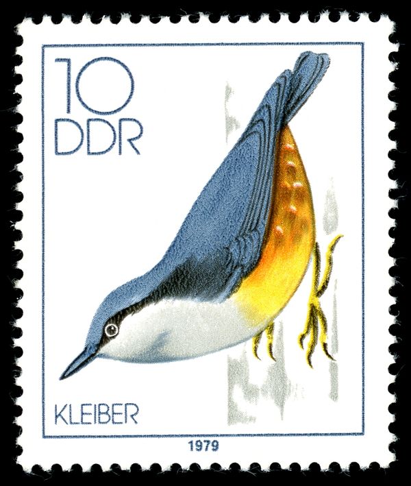 Eurasian Nuthatch (Sitta europaea)