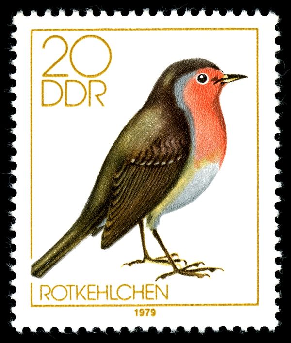 European Robin (Erithacus rubecula)